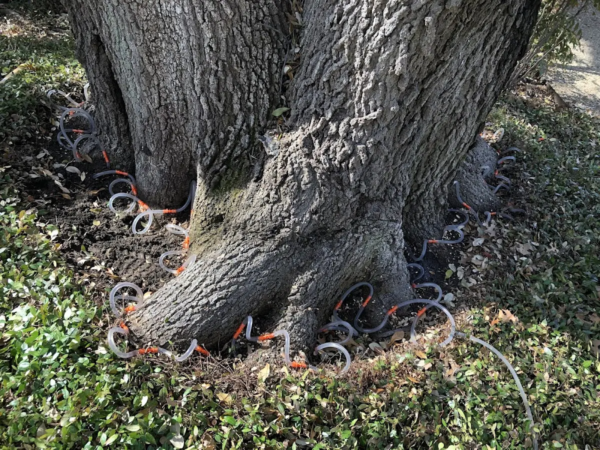 Detailed Tree Cabling and Bracing job site in Crum Lynne