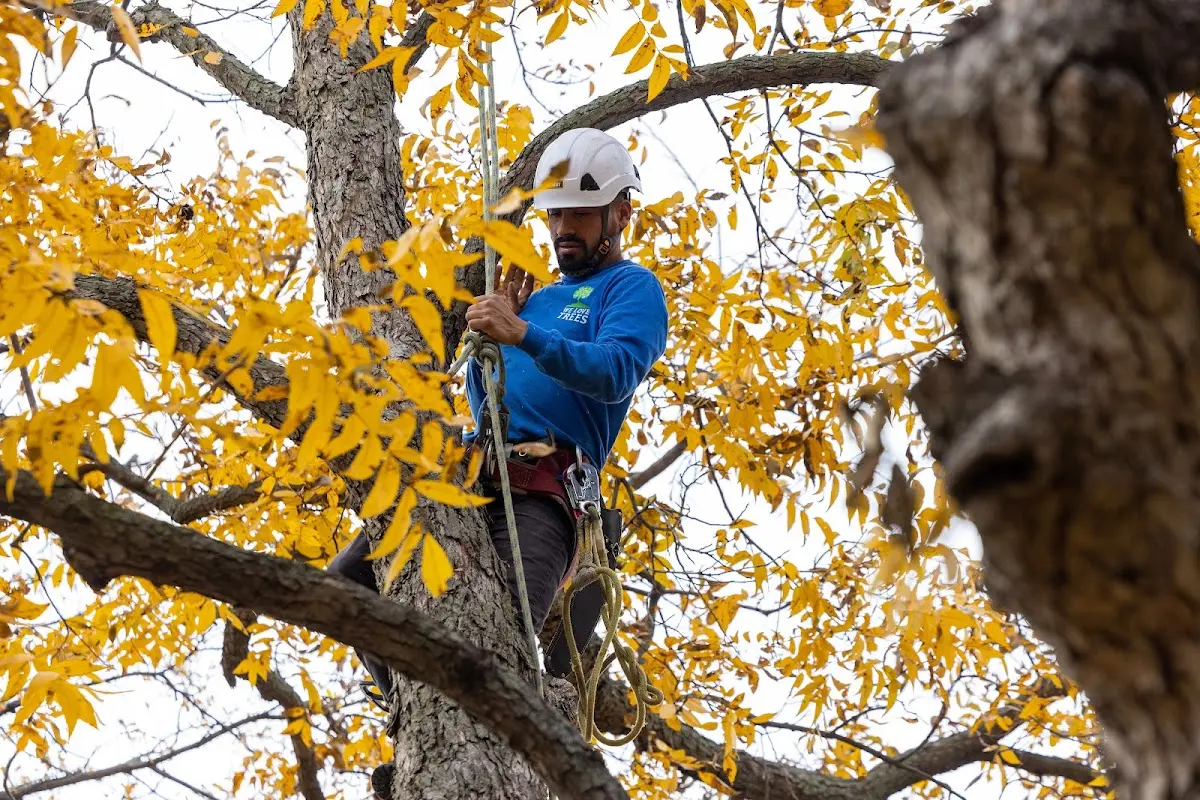 Skilled Tree Pruning crew working in Crum Lynne
