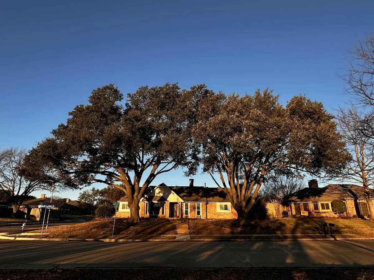 Established residential canopy tree shading a home in Crum Lynne